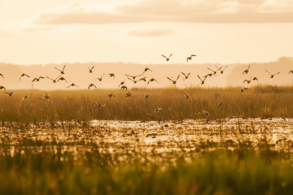 M&ugrave;a nước nổi ph&ugrave; hợp để tham gia c&aacute;c hoạt động s&ocirc;ng nước. Trong khi đ&oacute;, m&ugrave;a kh&ocirc; rất l&yacute; tưởng để quan s&aacute;t chim